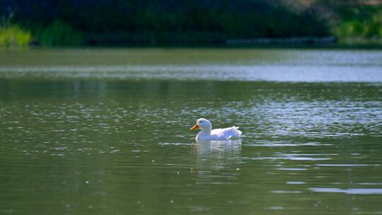 4K升格实拍公园里池塘中梳理羽毛的鸭子