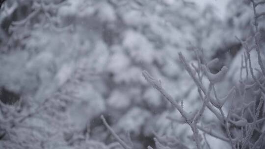 雪景 雾凇