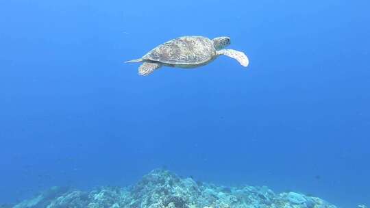 日本冲绳岛。海龟的水下镜头。潜水和野生动