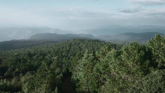 原始森林视频云南楚雄山区云南松树林延时