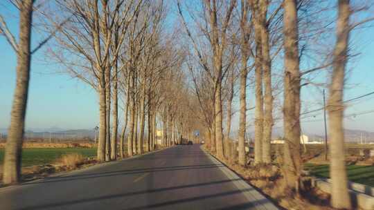 汽车 马路 行驶 驾驶 树