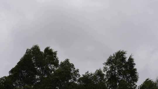 阴天森林风吹树林雨天树叶随风摇曳自然景观