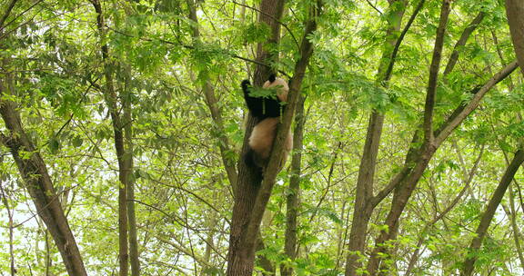 可爱大熊猫在树上玩耍