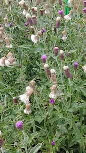 竖屏航拍鲜花花朵蜜蜂采蜜实拍