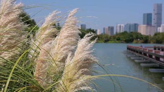 城市湖边江边芦苇