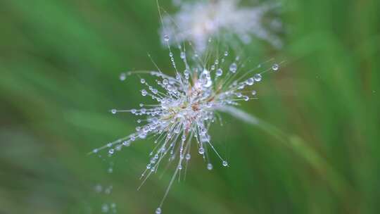 蒲公英上的露水水珠