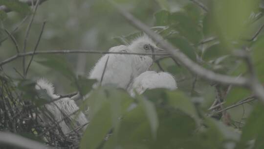 白鹭苍鹭栖息地LOG