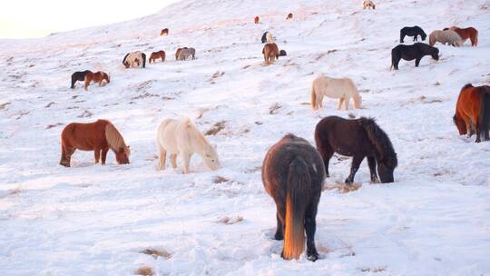 雪野中刨雪觅食的马群