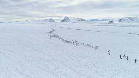 企鹅群的迁徙。南极洲飞行。