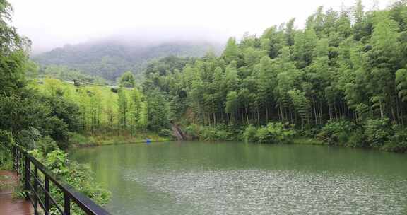 美丽的水边竹林竹海