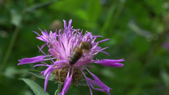 紫色矢车菊上的棕色蜜蜂