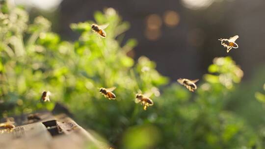 蜂群在养蜂场飞舞的慢镜头