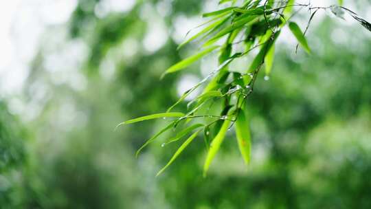 竹林竹叶禅意下雨天唯美空镜