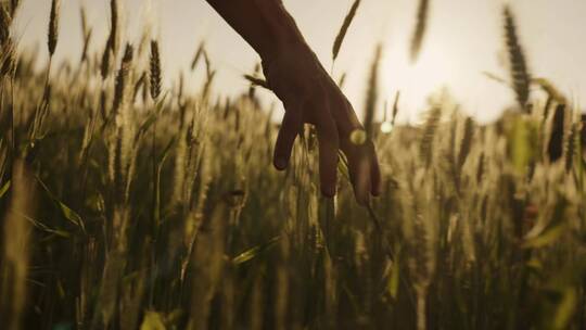 行走在田野间 用手抚摸麦穗。