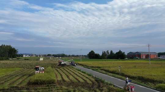 四川平原田野、稻田收获