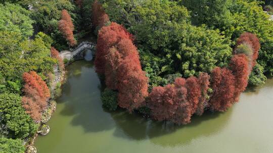 深圳仙湖植物园落羽杉