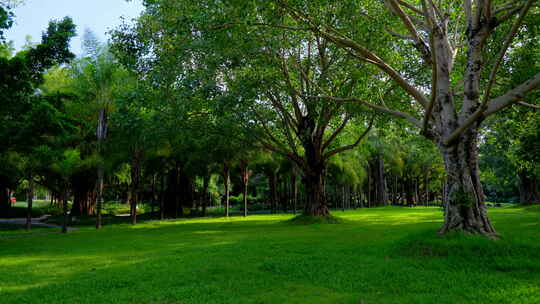 树林 森林 草坪 草地 绿地 榕树