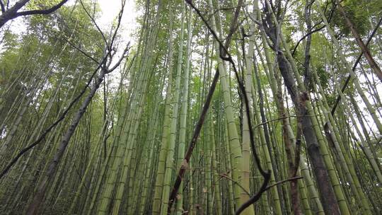 山中植物小路实拍