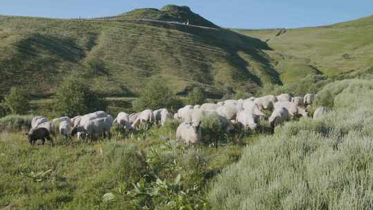 4K_高原牧场羊群