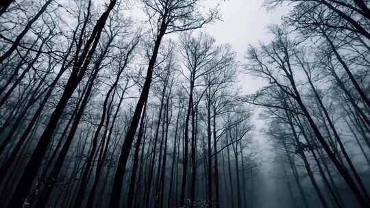 阴森黑暗森林
