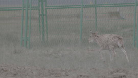 青海省可可西里藏羚羊幼崽奔跑02视频素材模板下载