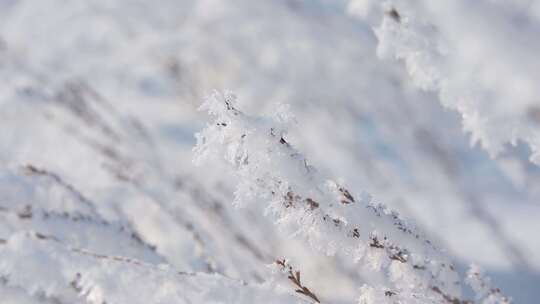 冬天雪地雾凇唯美空镜