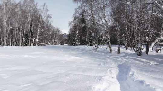 航拍新疆禾木雪景森林雪地白桦林积雪中穿行