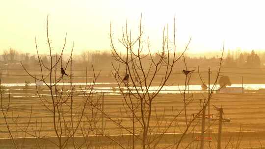 航拍清晨日出树林群鸟栖息朝阳河流日光晨雾