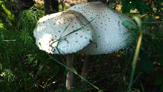 大兴安岭蘑菇，春天森林