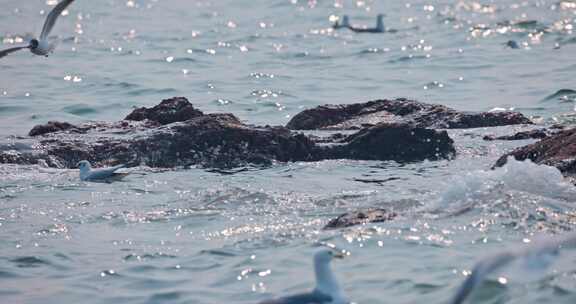 大海海面飞翔的海鸥
