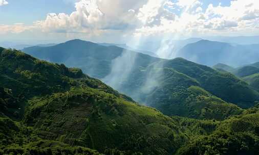 南方茶园满山茶树采茶 (4)