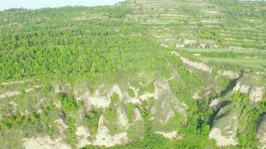 青山  黄土高原  绿树