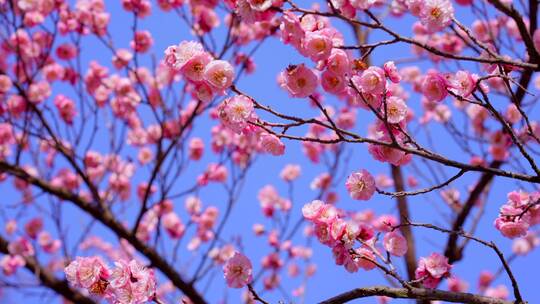 4K春天鲜花怒放春意盎然樱花梅花视频素材模板下载