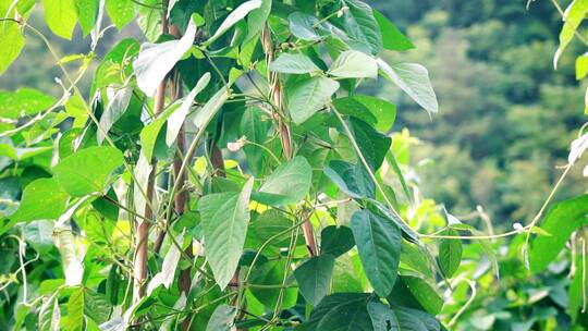 自然写意实拍夏天农产品种植干豆视频