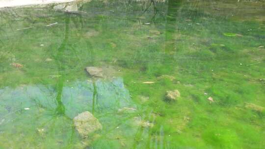 水面漂浮绿色植物特写