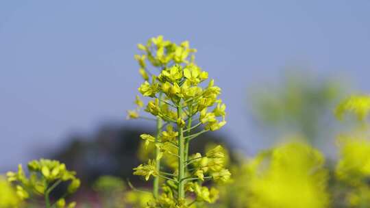 唯美油菜花视频素材模板下载