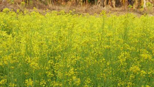 田野中的黄色油菜花