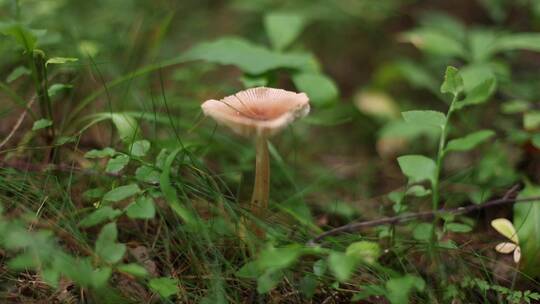 森林中野生蘑菇特写