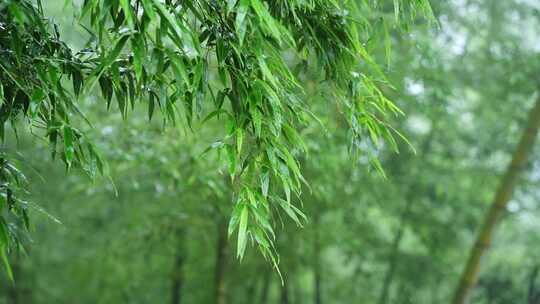 竹林竹叶禅意下雨天唯美空镜