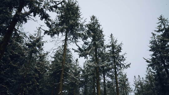 美丽的雪白森林在冬天结霜的日子