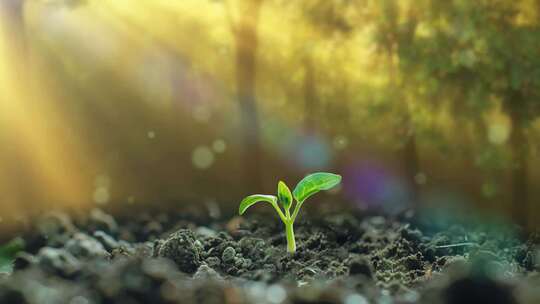 正在发芽生长的植物幼苗视频素材模板下载