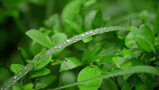 夏日雨季露珠实拍视频素材模板下载