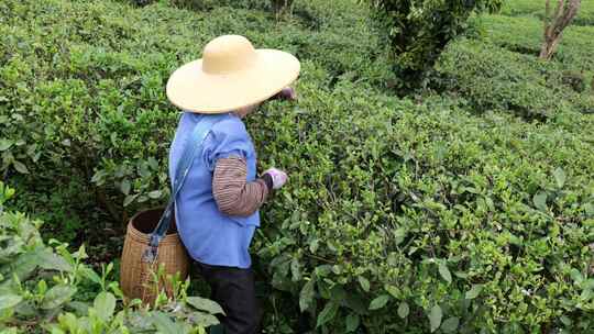 生态茶园采茶春茶采摘