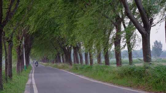 乡村公路柳树空镜