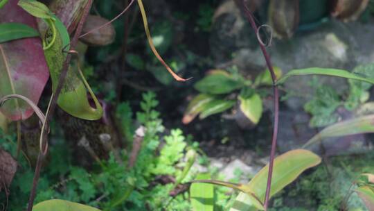 捕虫草蕨类植物绿色植物