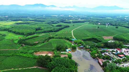 茶山茶园绿茶春茶茶叶