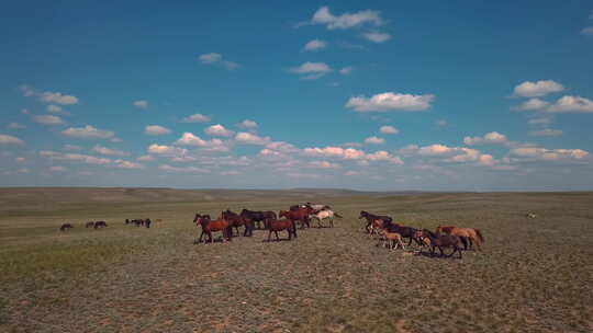 奔跑的马群草原上视频素材模板下载