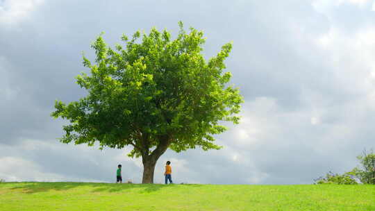 草坪上的一棵树 小孩大树下玩耍 童年