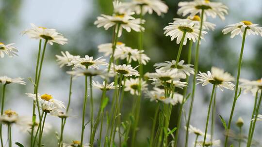 4K花草植物素材——大滨菊