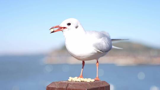 蓝天下在湖边的海鸥